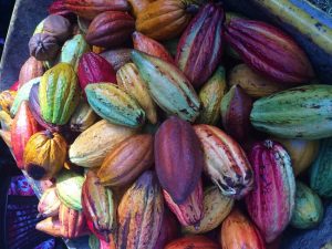 Frutos del árbol de cacao o cacaotero